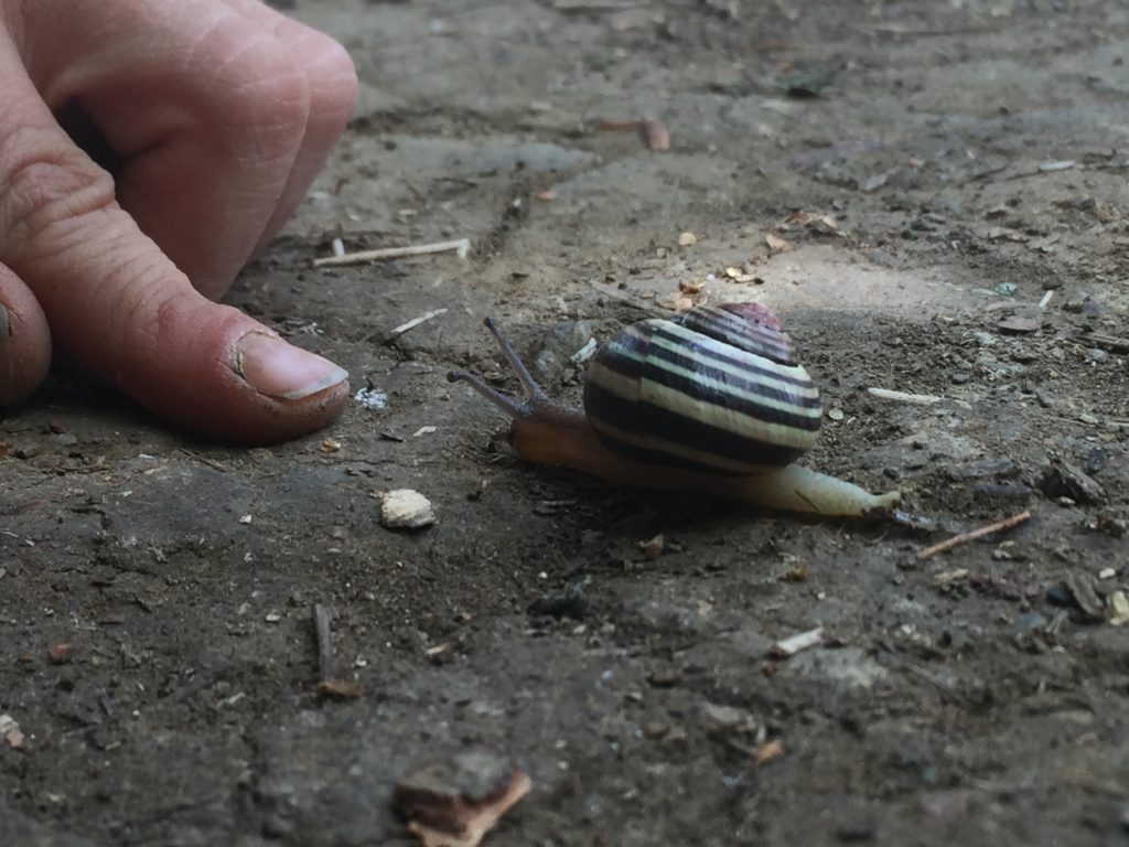 ein wildnispädagogischer Schnuppertag mit vielfältigen Impulsen für KiTa, Schule, Waldtage ...