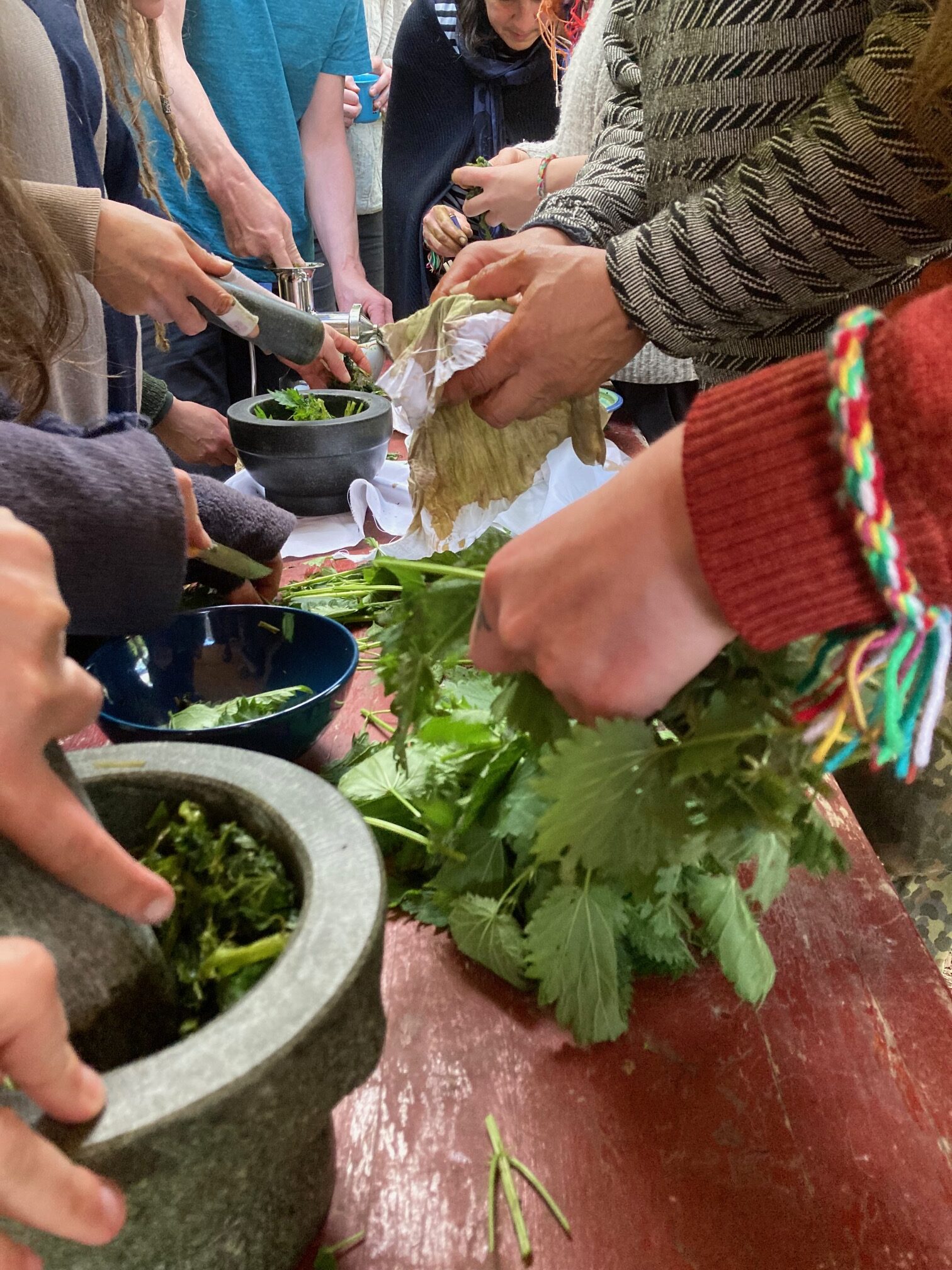 Pflanzenbegegnung – Kräuterwanderung der anderen Art